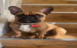 French Bulldog dogs for sale: French Bulldog female for sale  - Image 3