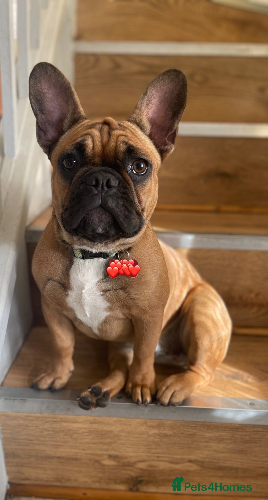 French Bulldog dogs for sale: French Bulldog female for sale  - Image 3