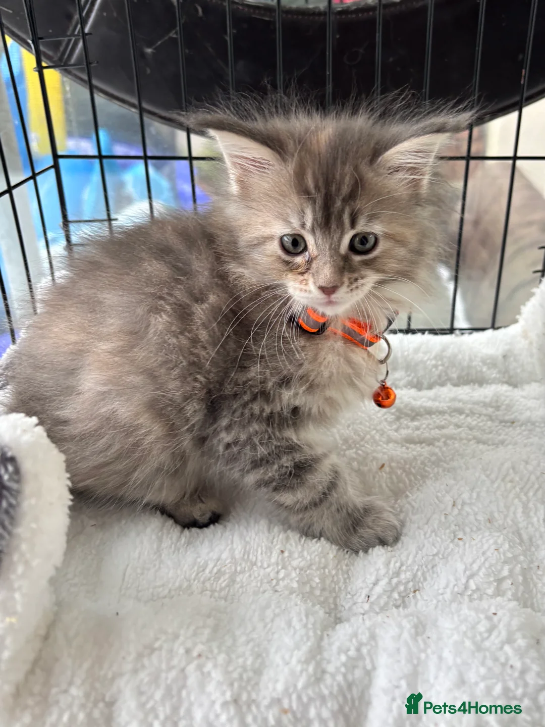 Maine Coon cats for sale: Maine coon kittens  - Advert 14