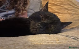 Bombay cats for sale: Kittens - Advert 8