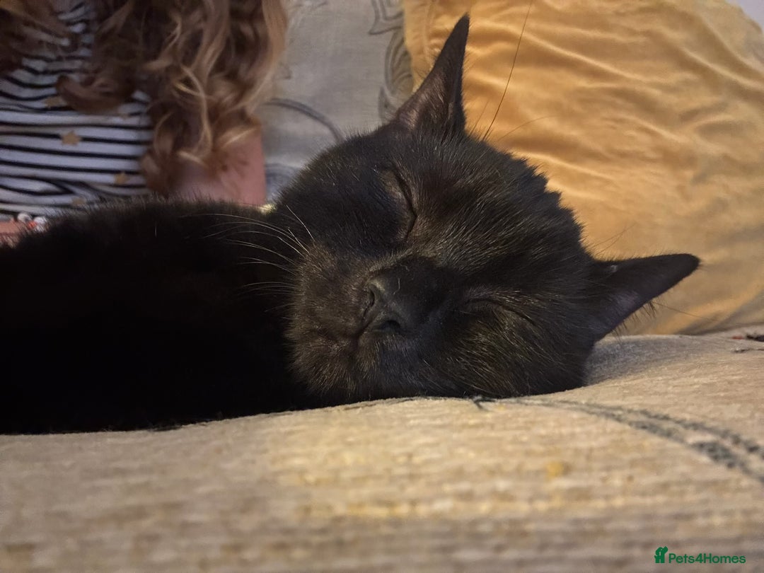 Bombay cats for sale: Kittens - Advert 8