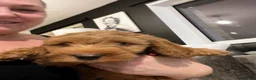 Cavapoo dogs for sale: Ms penelope henshaw in Waltham Cross - Advert 7