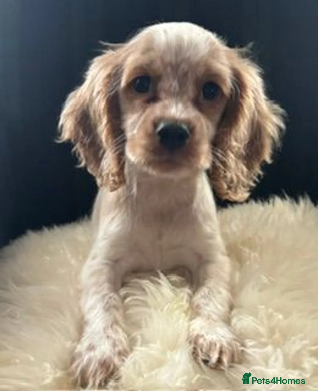 Cockalier dogs for sale: Cockalier puppies - health tested parents - Advert 2