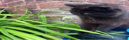 Exotic cats for sale: Exotic beautiful kitten  in Southampton - Advert 7