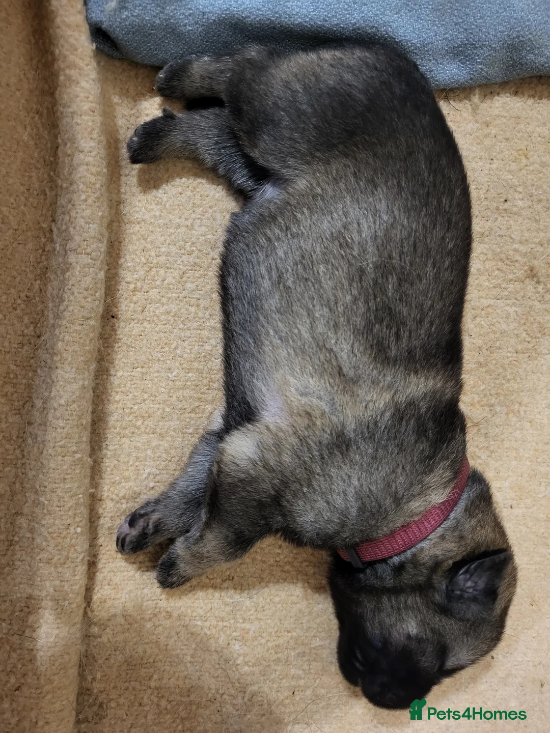 German Shepherd dogs for sale: German Shepherd pups Straight back KC registered - Advert 40