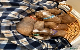 Cockapoo dogs for sale: Beautiful Golden Cockerpoo Puppies 2 Girl & 4 Boy - Image 4