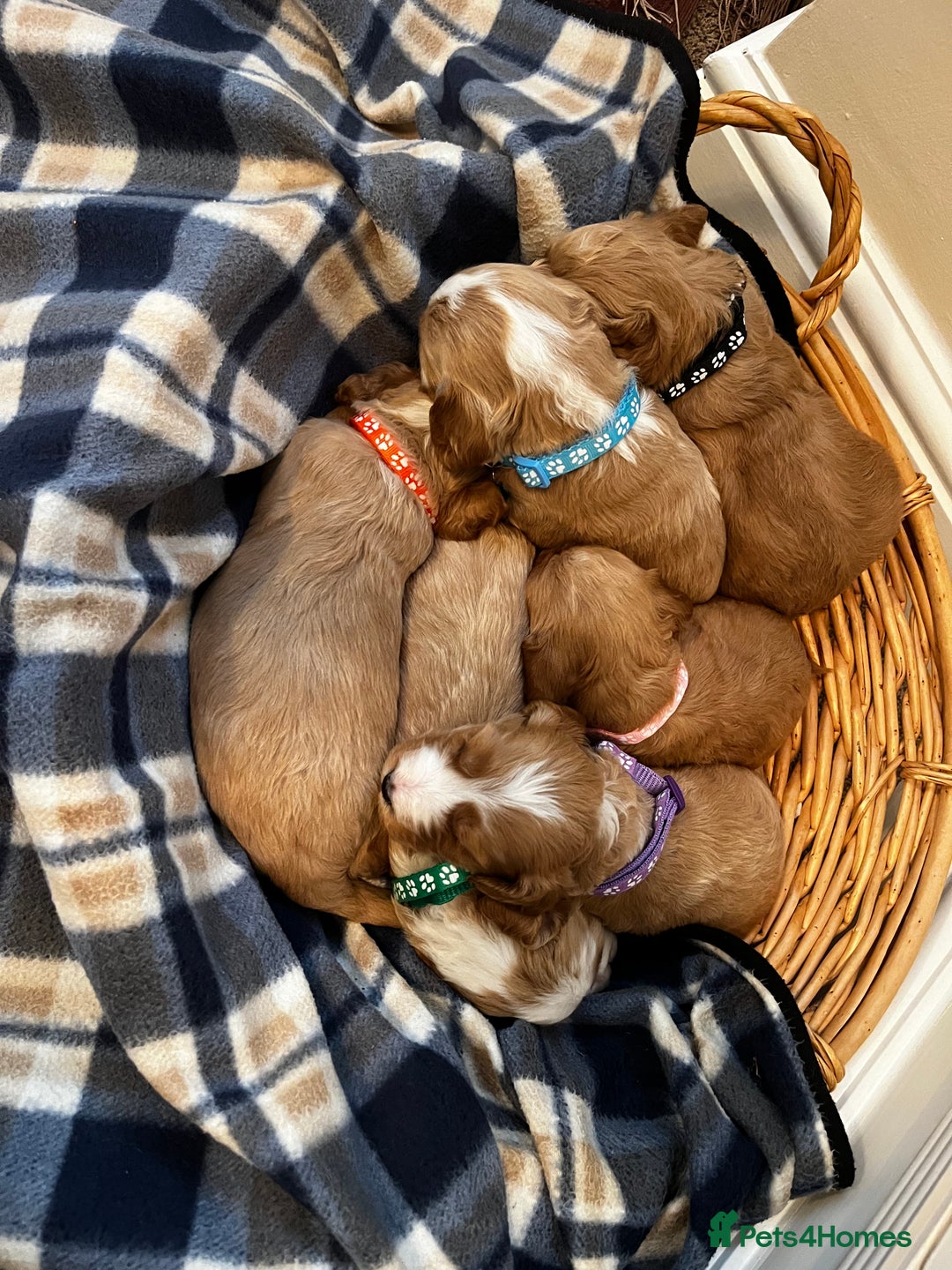Cockapoo dogs for sale: Beautiful Golden Cockerpoo Puppies 2 Girl & 4 Boy - Image 4