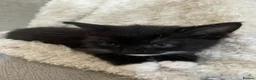 Mixed Breed cats for sale: 8 WEEK OLD - Male & Female - Advert 9