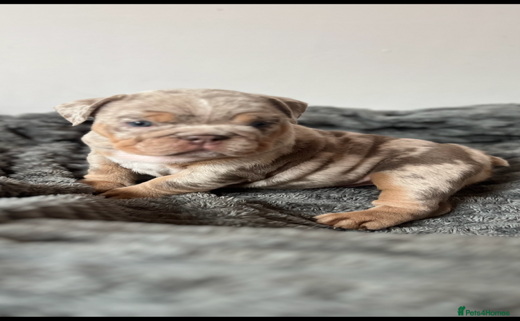English Bulldog dogs - Advert 7