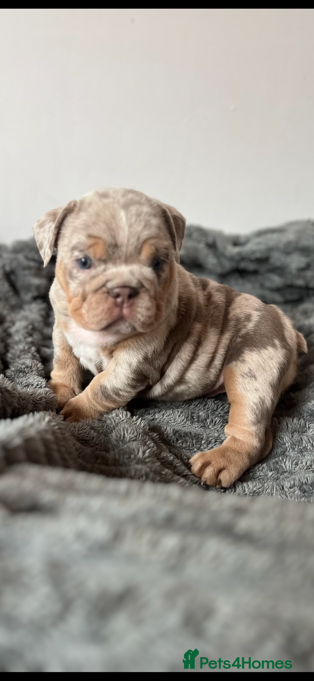 English Bulldog dogs for sale: English bulldog for sale  - Image 1