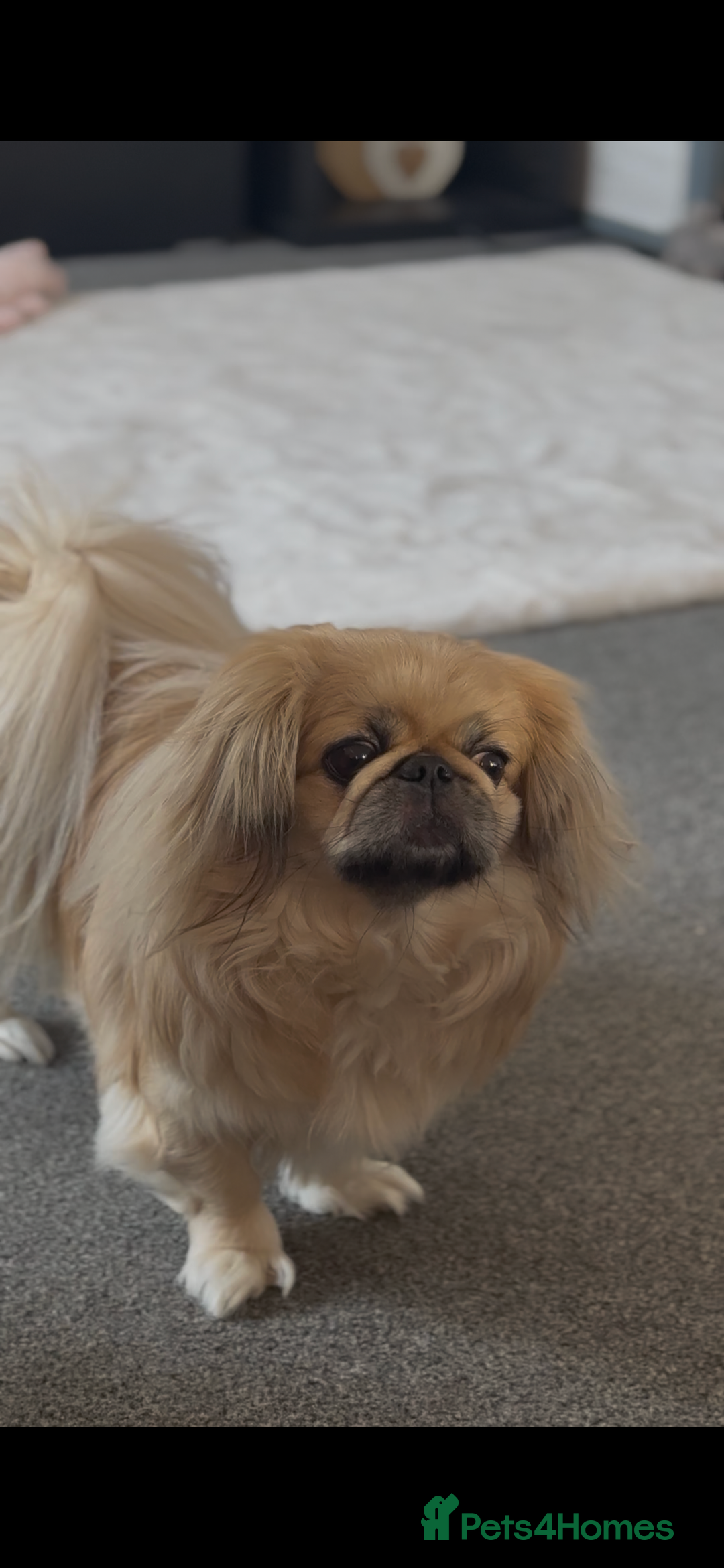 Pekingese dogs for stud: Stud Wanted - Advert 2