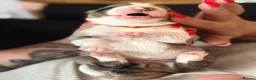 Border Collie dogs for sale: Stunning Show line puppies,various colours  - Advert 10