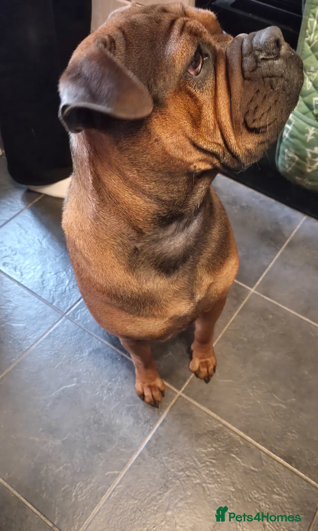 Mixed Breed dogs for sale: Chongqing x Dorset olde tyme bulldog - Advert 1