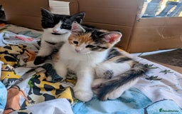 Maine Coon cats for sale: 😽 Cuddly Maine coon kittens 😽 in Preston - Image 27
