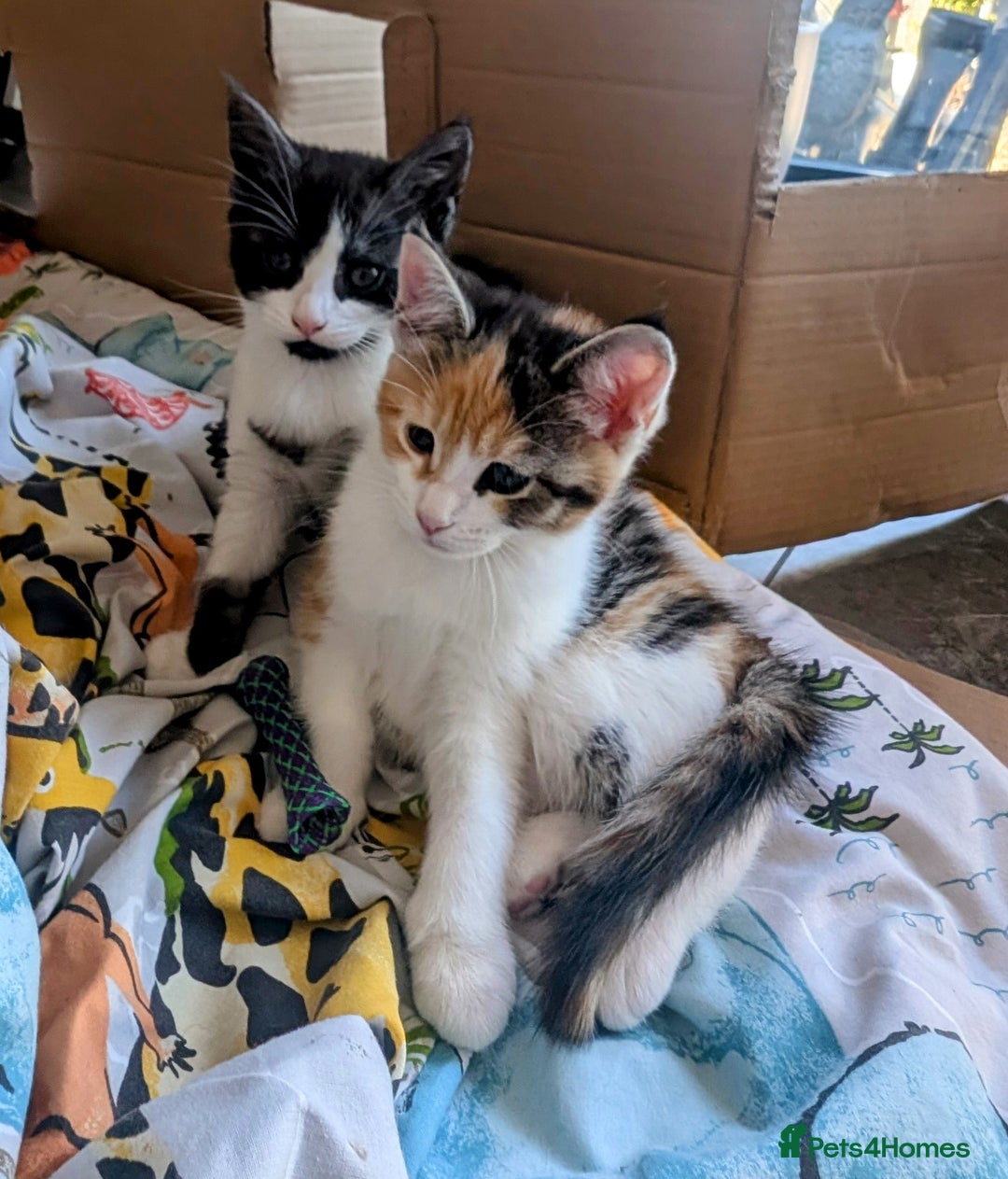 Maine Coon cats for sale: 😽 Cuddly Maine coon kittens 😽 in Preston - Image 27