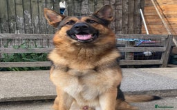German Shepherd dogs for stud: German shepherd stud  - Image 7