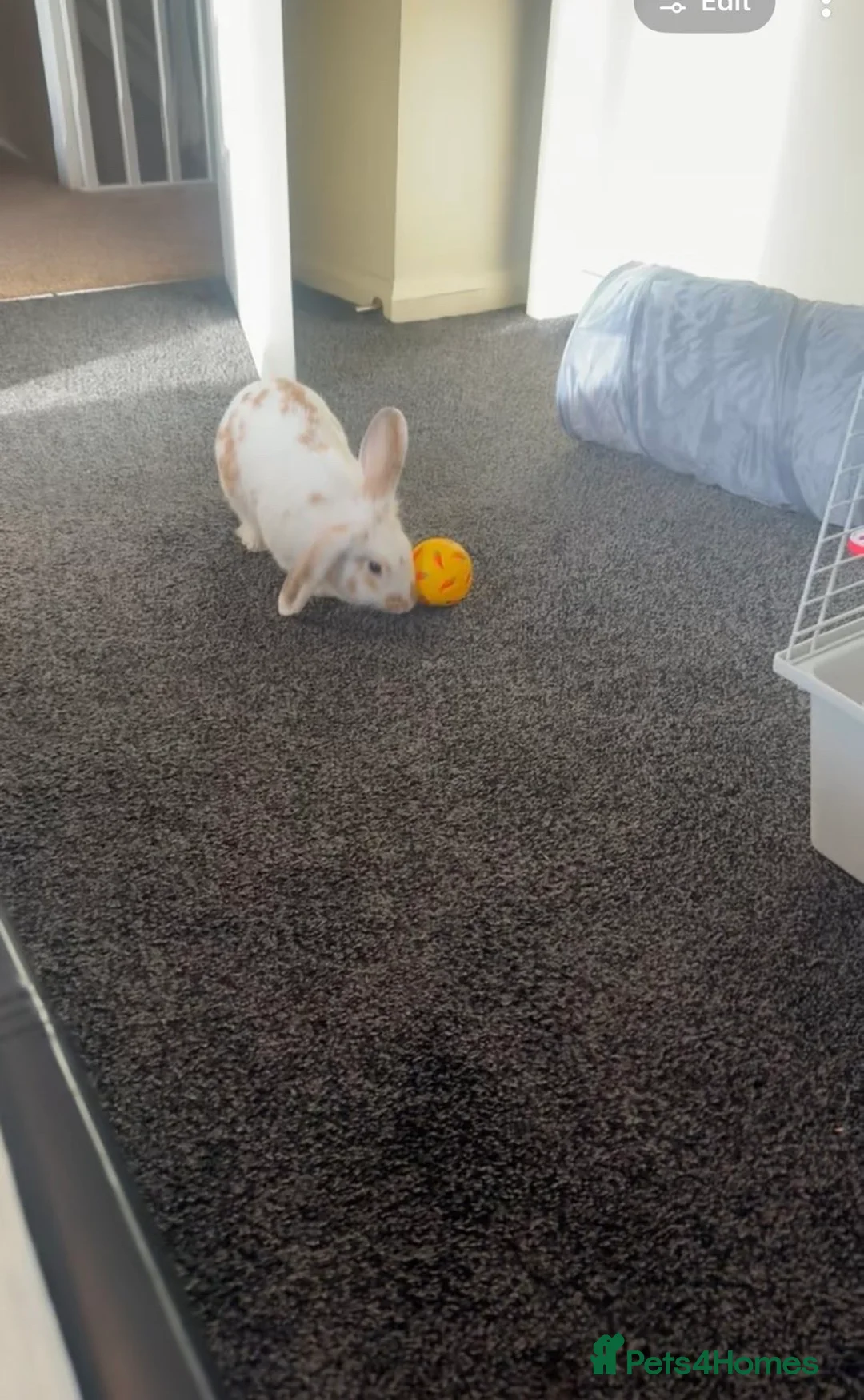 Mixed Breed rabbits for sale: 9month old rabbit for sale  in Bolton - Advert 5