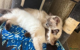 Ragdoll cats for sale: Ragdoll kitten - Image 2