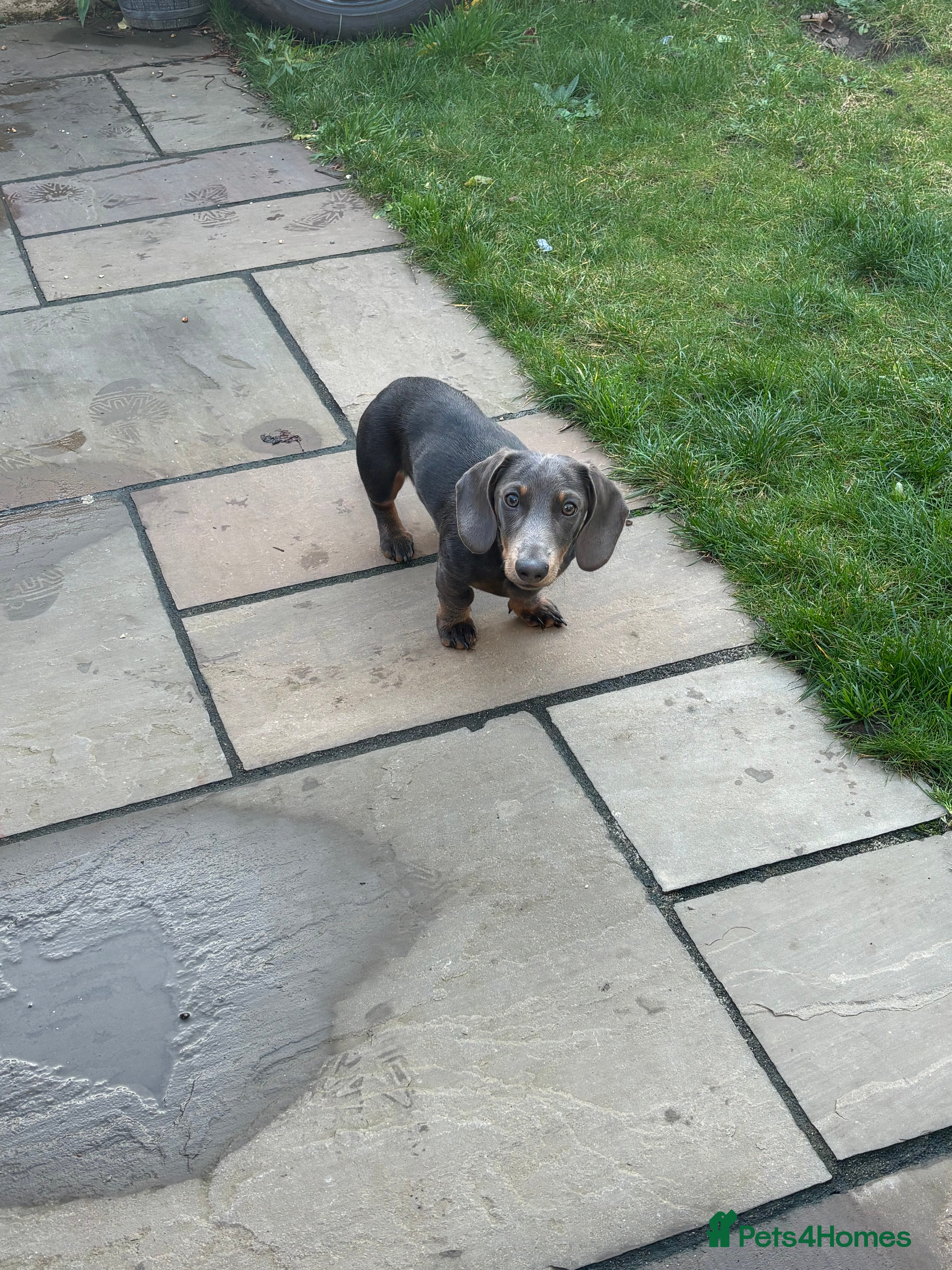 Miniature Dachshund dogs “Miniature dachshund”  - Advert 1