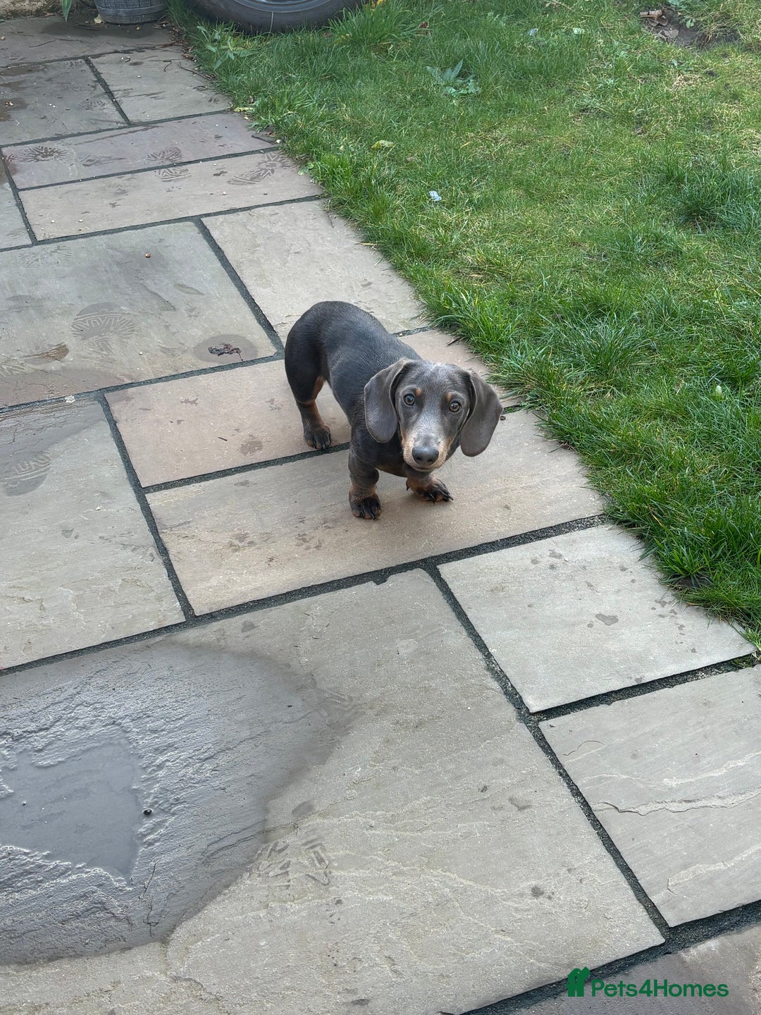 Miniature Dachshund dogs for sale: “Miniature dachshund”  - Advert 1