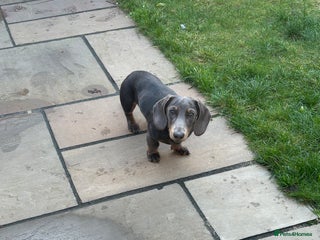 Miniature Dachshund dogs “Miniature dachshund” - Advert 1