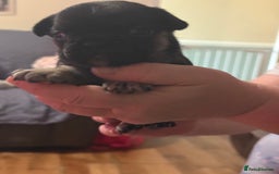 French Bulldog dogs for sale: Adorable French bulldogs puppies-ready soon - Image 4