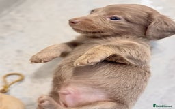 Miniature Dachshund dogs for sale: Stunning Isabella mini reg 5* health cert ready - Image 9