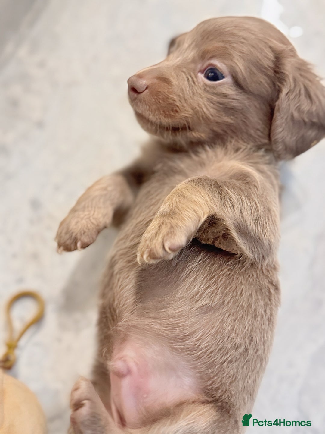 Miniature Dachshund dogs for sale: Stunning Isabella mini reg 5* health cert ready - Image 9