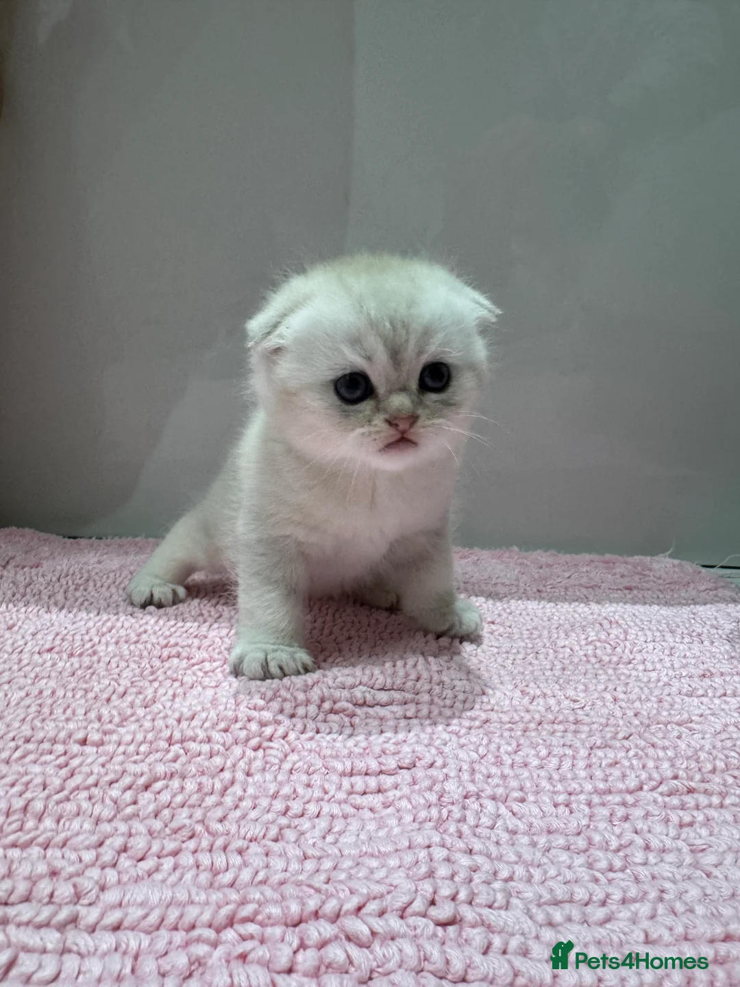 Scottish Fold cats for sale: Full pedigree Scottish fold kittens  - Advert 1