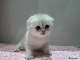 Scottish Fold cats Full pedigree Scottish fold kittens - Advert 1