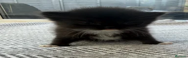 Norwegian Forest Cat Kitten 1