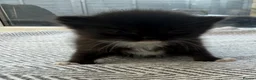 Norwegian Forest Cat cats for sale: Beautiful single tuxedo kitty girl - Advert 3
