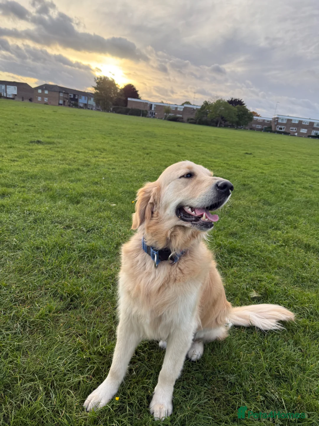 Golden Retriever dogs for sale: Giving up my dog of 4 years Called Teddy  in Colchester - Advert 5