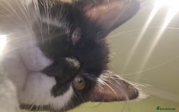 Maine Coon cats for sale: Female Maine Coon kitten - Image 10