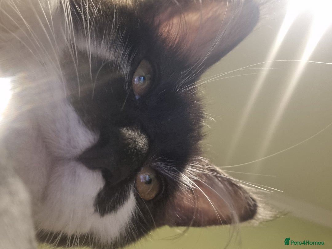 Maine Coon cats for sale: Female Maine Coon kitten - Image 10
