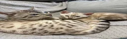 Bengal cats for sale: Bengal tiger kittens  - Advert 13