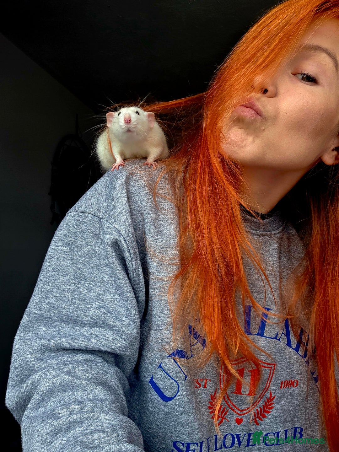 Rat rodents for sale: Baby rats - Advert 10