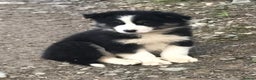 Border Collie dogs for sale: Collie puppies from working farm - Advert 5
