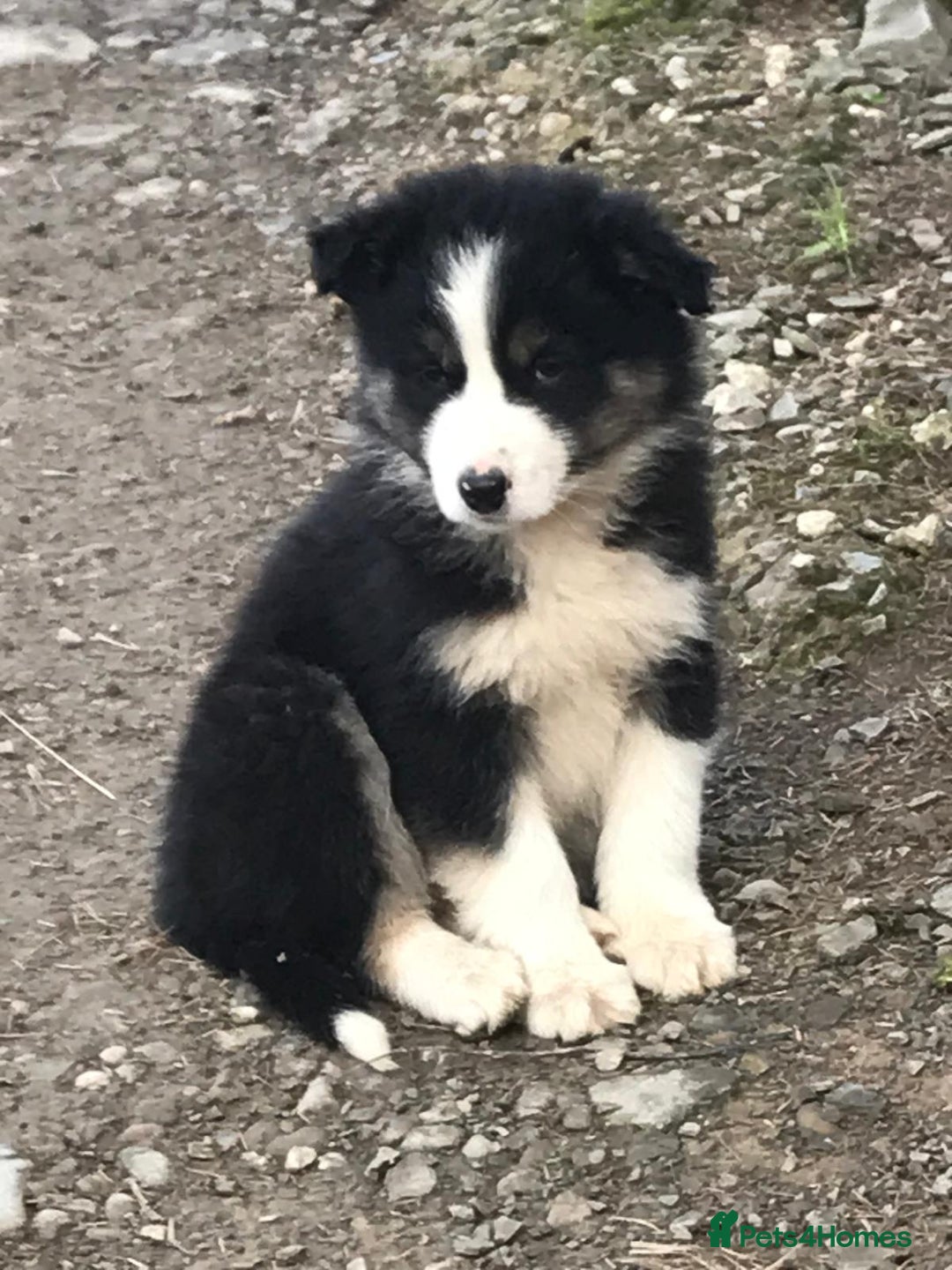 Border Collie dogs for sale: Collie puppies from working farm - Advert 5