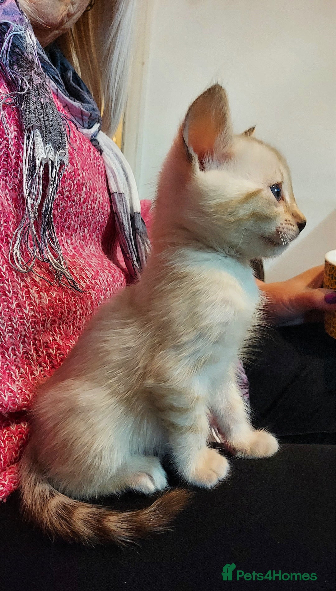 Bengal cats for sale: Snow Lynx Bengal Kittens - Advert 4