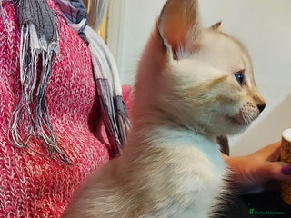 Bengal cats Snow Lynx Bengal Kitten male - Advert 6