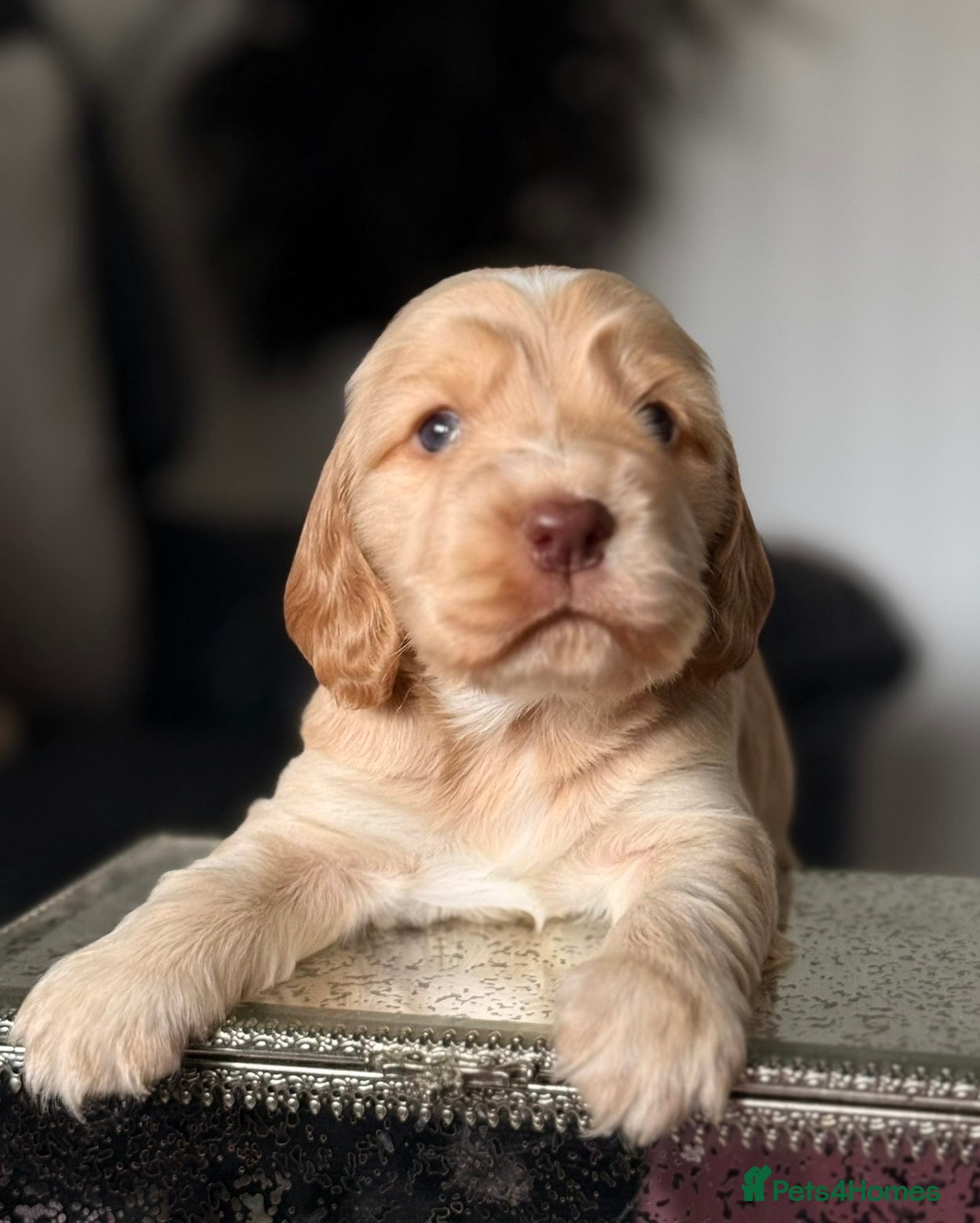 Cocker Spaniel dogs Show type cocker spaniel  - Advert 4