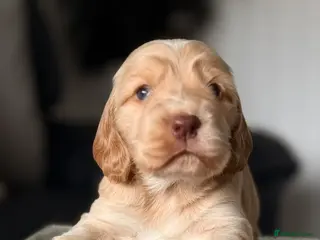 Cocker Spaniel dogs Show type cocker spaniel - Advert 4