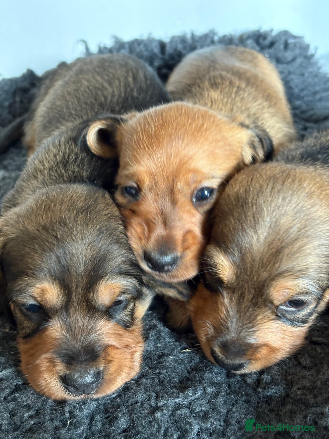 Miniature Dachshund dogs for sale: Miniature wirehaired dachshund puppy - Image 2
