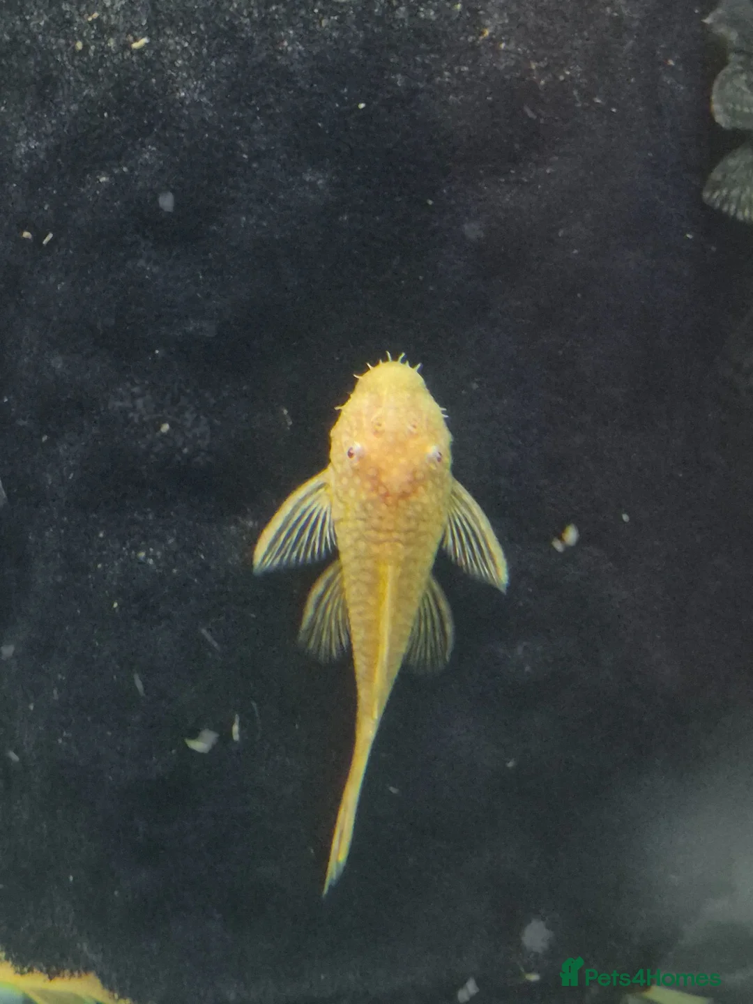 Plecos fish for sale: Bristlenose pleco common/albino available  in Southall - Advert 8