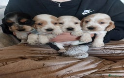 Cocker Spaniel dogs for sale: Show Type Cocker Spaniels - Image 3
