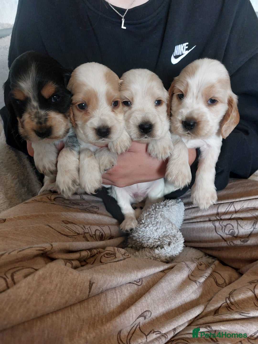 Cocker Spaniel dogs for sale: Show Type Cocker Spaniels - Image 3