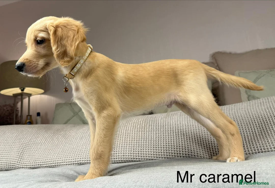 Goldendoodle dogs for sale: These will be stunning adults. Real head turners. - Advert 20