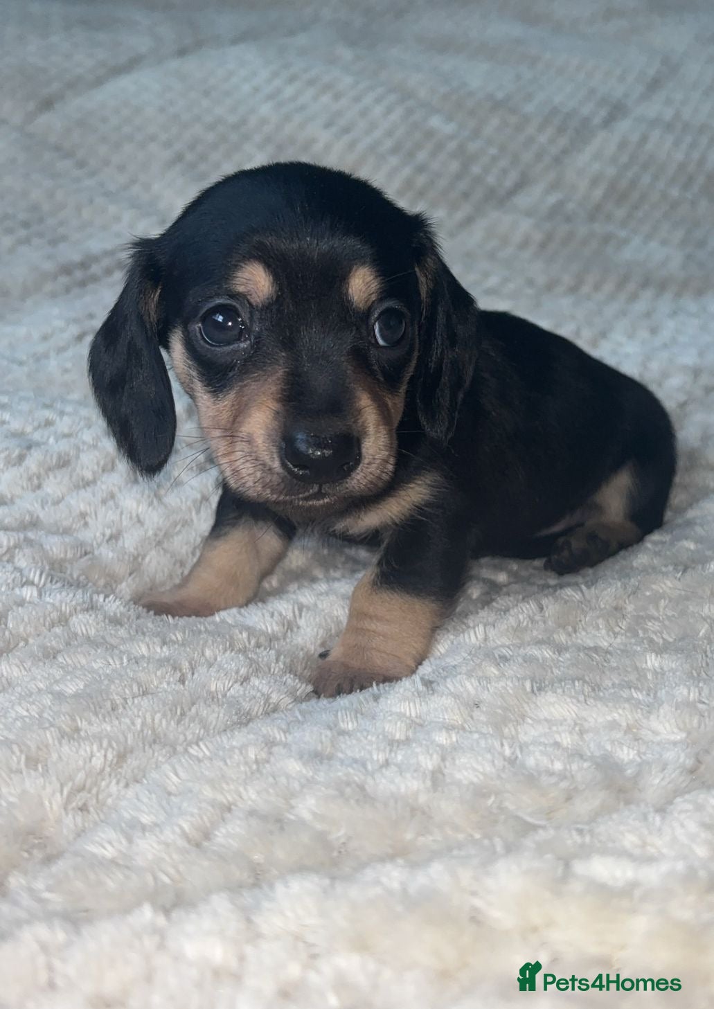 Miniature Dachshund dogs Mini dachshunds  - Advert 9