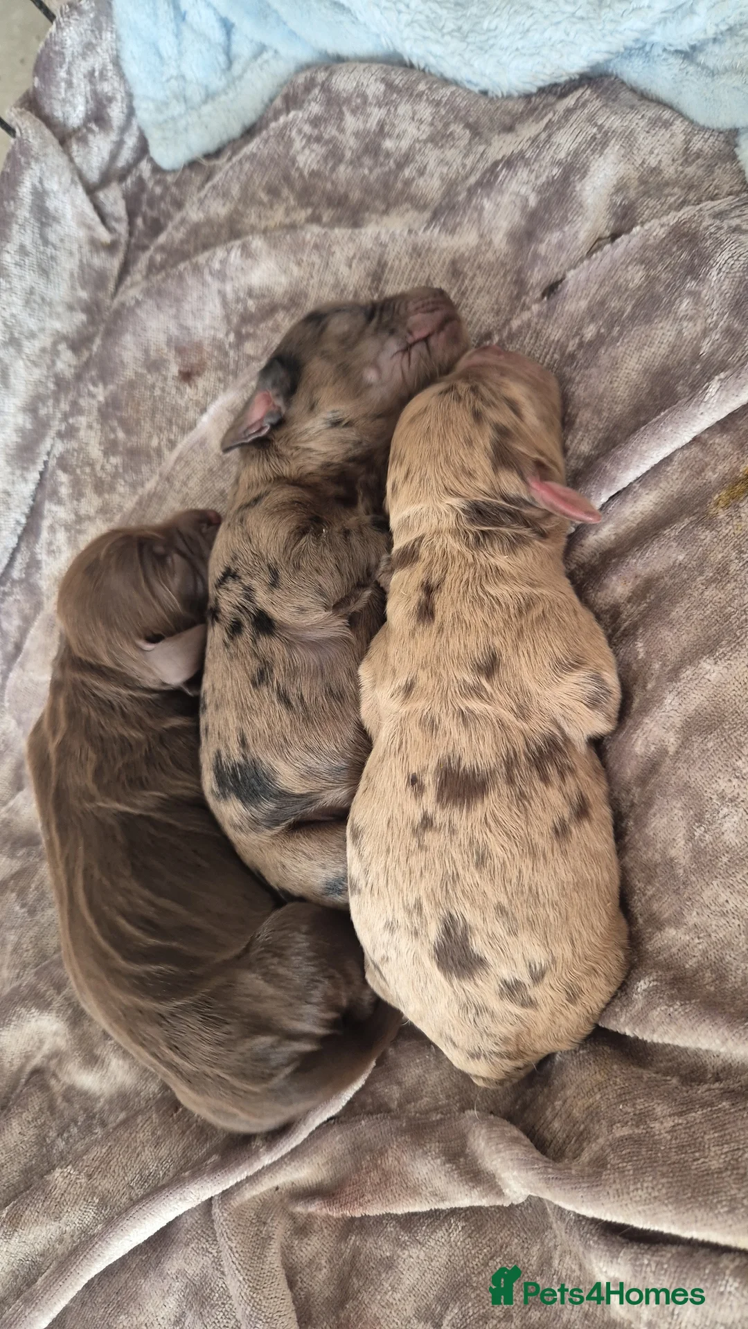 Cocker Spaniel dogs for stud: Merle Cocker stud in Shildon - Advert 16